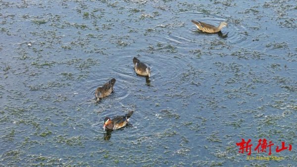 捷元网 “鸳鸯一家”打卡衡山萱洲国家湿地公园