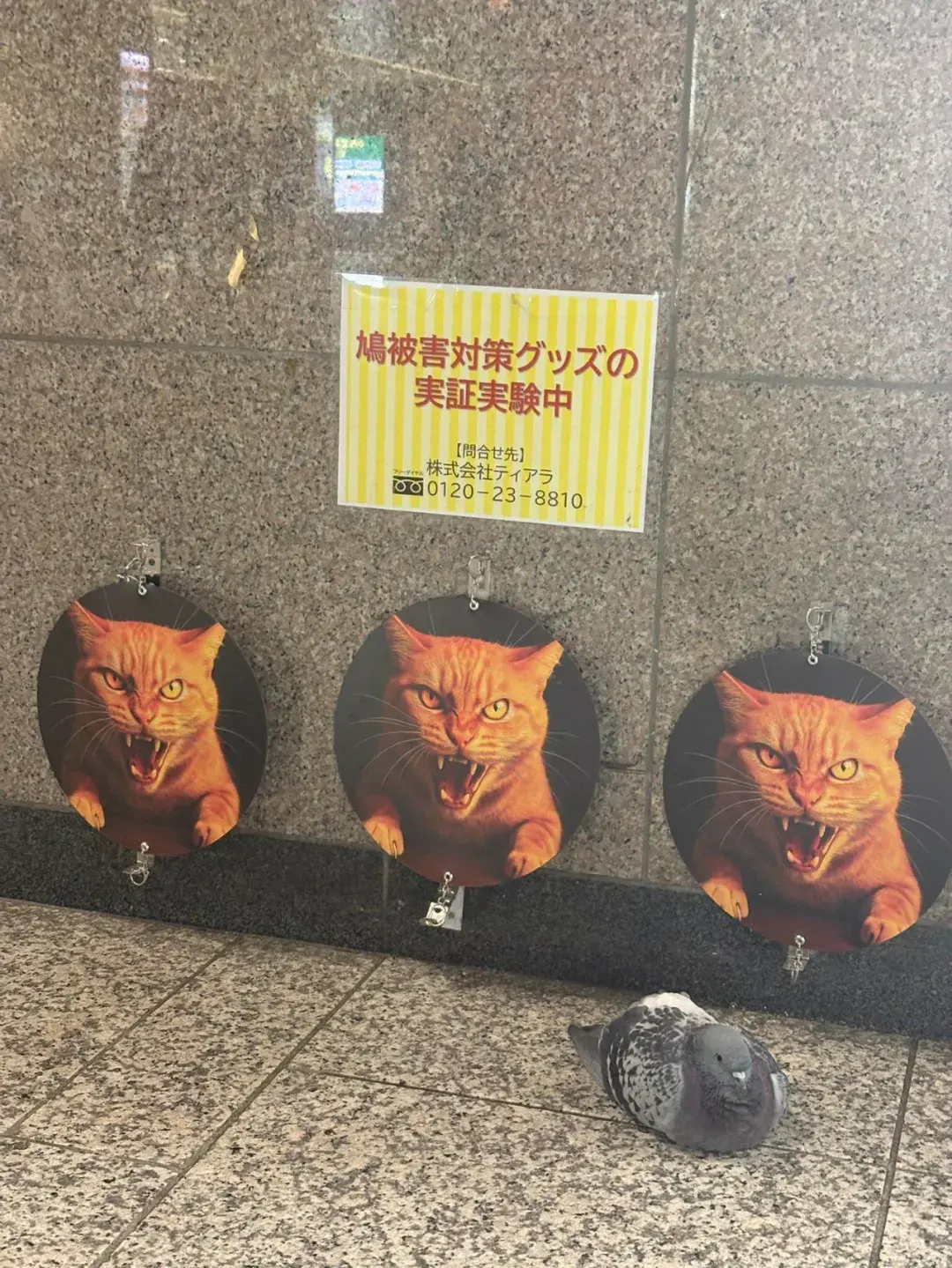 鼎东策略 日本车站用天敌照片吓鸽子反被嘲！鸽子：就这？人类智商遭碾压？